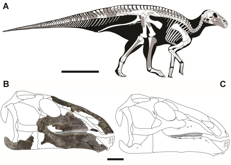Új dinoszauruszfajt fedeztek fel magyar kutatók Erdélyben