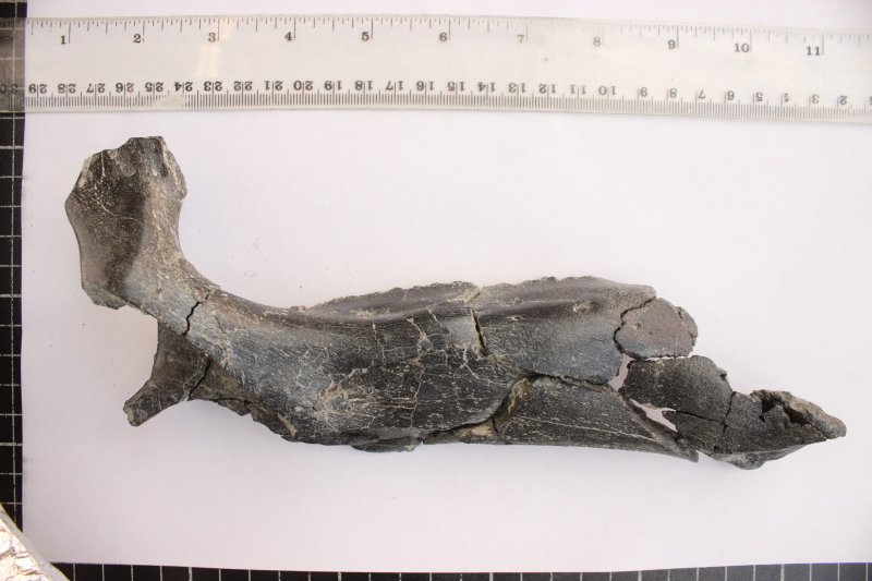 Új dinoszauruszfajt fedeztek fel magyar kutatók Erdélyben