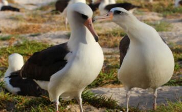 Új unokája született az albatrosznak, aki 74 évesen még tojást rakott
