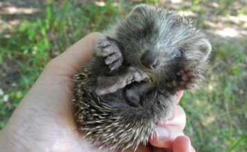 Újszülött sünöket szúrhatunk a vasvillára