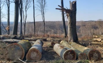 Védett erdőkkel fűtünk Magyarországon