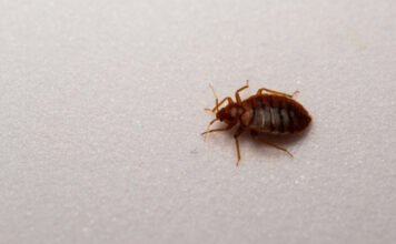 Véletlenül fedezték fel az ágyi poloskák gyenge pontját