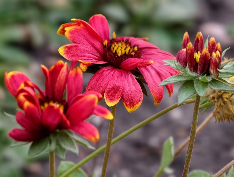 Vivo X300 Pro: Már hazai mobilszolgáltatónál is elérhető napjaink egyik legjobb fotós mobilja