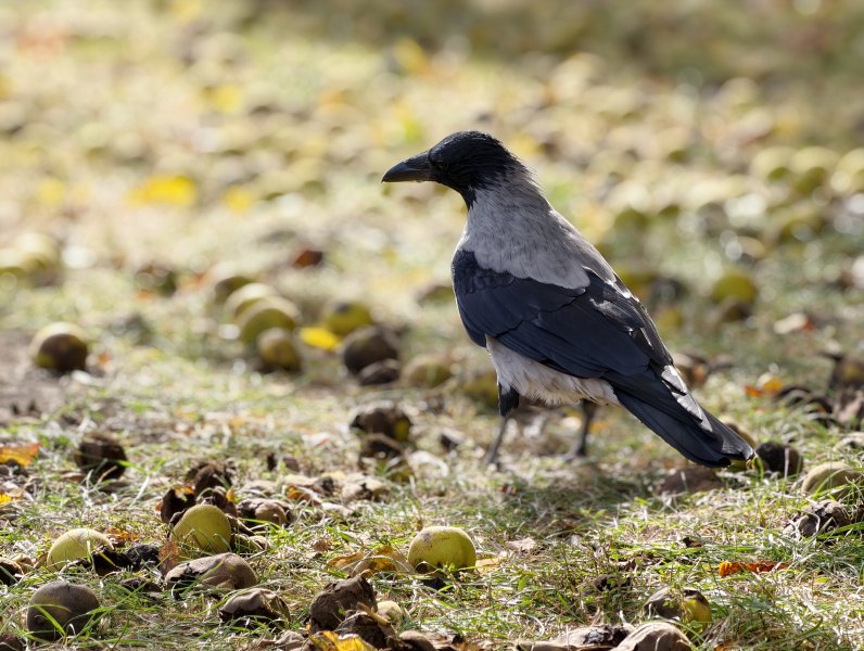 Vivo X300 Pro: Már hazai mobilszolgáltatónál is elérhető napjaink egyik legjobb fotós mobilja