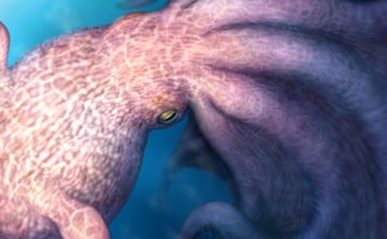 19 méteres óriáspolipokat fedeztek fel Japánban