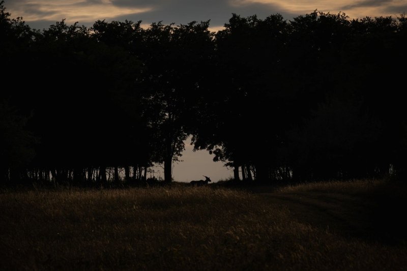 Antilopok Hatvanpuszt&aacute;n, magyar rode&oacute; &eacute;s kil&oacute;nyi lecs&oacute;t cipelő serpa &ndash; v&aacute;logat&aacute;s fot&oacute;riportereink d&iacute;jazott k&eacute;peiből