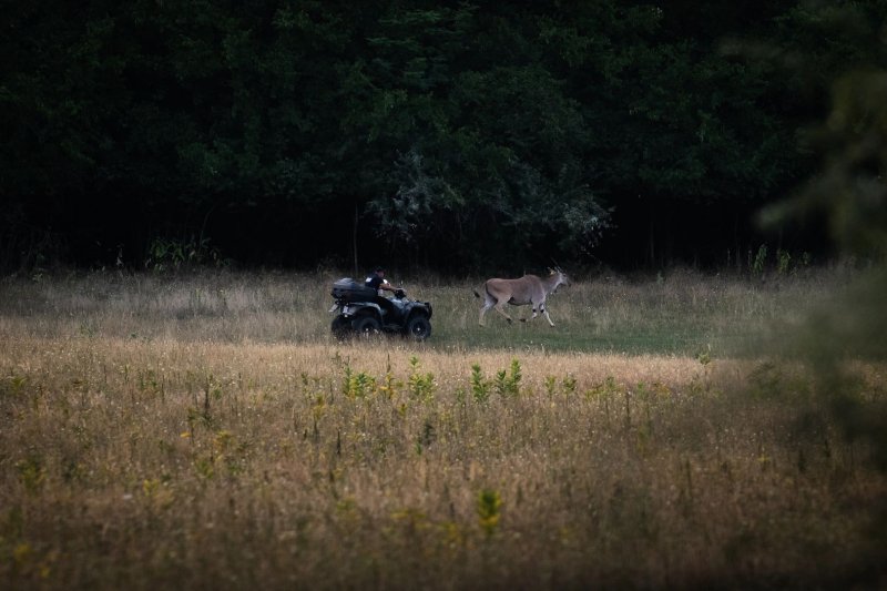 Antilopok Hatvanpuszt&aacute;n, magyar rode&oacute; &eacute;s kil&oacute;nyi lecs&oacute;t cipelő serpa &ndash; v&aacute;logat&aacute;s fot&oacute;riportereink d&iacute;jazott k&eacute;peiből