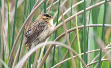 Európa legritkább énekesmadarát azonosították a Hortobágyon