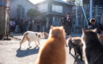 Ezen a szigeten több macska él, mint ember