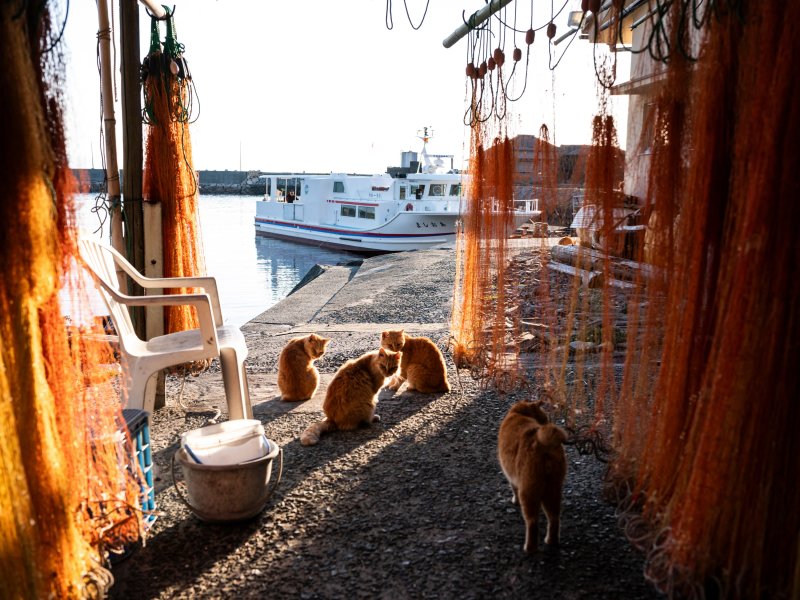 Ezen a szigeten több macska él, mint ember