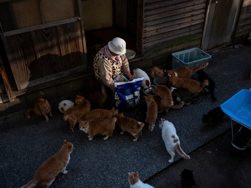 Ezen a szigeten több macska él, mint ember