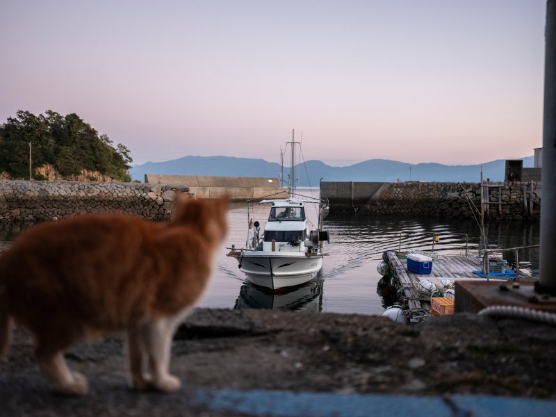 Ezen a szigeten több macska él, mint ember