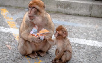 Furcsa szokást figyeltek meg a gyorskaján élő gibraltári makákóknál