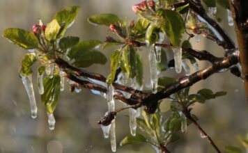 Jönnek a reggeli fagyok: így védhetjük meg a gyümölcsfákat