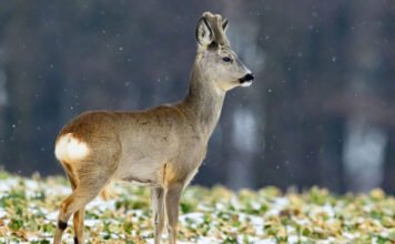 Komoly következményekkel járhat a szarvasagancs gyűjtése
