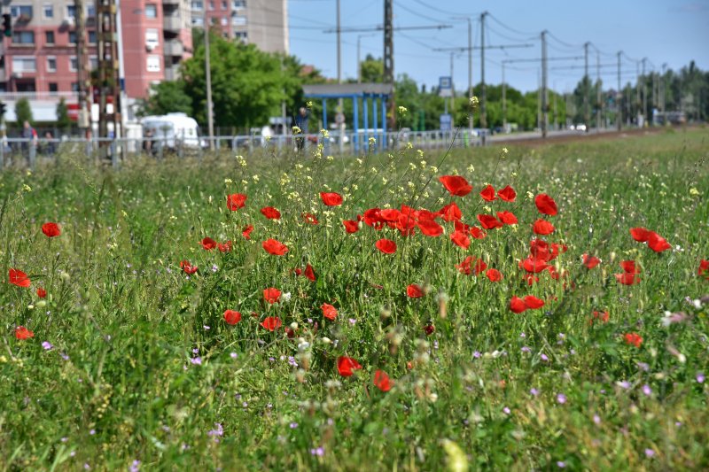 M&aacute;r egy margitszigetnyi m&eacute;hlegelő seg&iacute;ti Budapestet a kl&iacute;mav&aacute;ltoz&aacute;s elleni harcban
