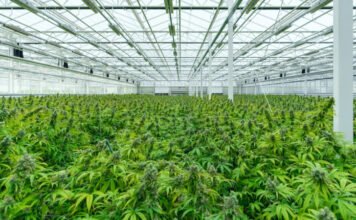 Magyar kutatás mutatja meg, hogyan hat agyunkra valójában a kannabisz