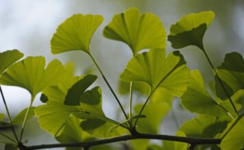 Mégsem javítja memóriánkat a Gingko biloba?