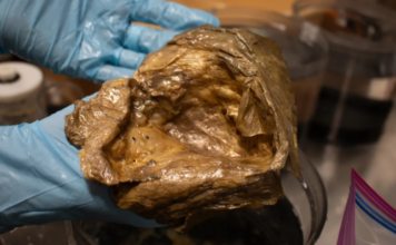 Megfejették a mélytengeri „aranygömb” rejtélyét