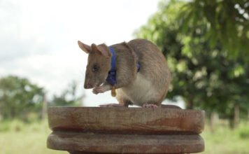 Szobrot emeltek Magawának, az aknakereső patkánynak Kambodzsában
