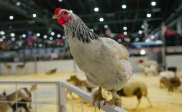 Tényleg él még a csirke a lefejezése után?