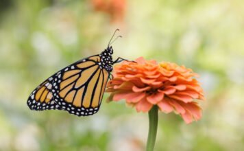 Virágfelismerő kvíz, 2. rész: a 10/10 csak botanikusoknak megy majd