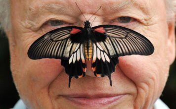 100 éves a természet hangja – képeken David Attenborough legendás pályafutása