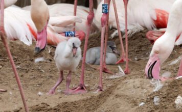 Flamingófiókák jöttek világra a Fővárosi Állatkertben
