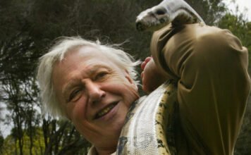 „Lényegében egy félisten” – így látják a magyar ismeretterjesztők a 100 éves David Attenborough-t