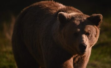 Rövid időn belül két medvetámadás történt egy erdélyi településen